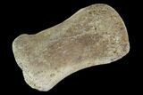 Hadrosaur Finger Bone - Alberta (Disposition #-) #95160-1